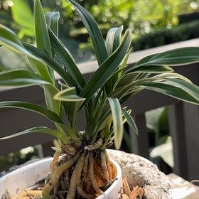 Photo of the plant species Cymbidium orchid by @DaintySnowpeas named Terra on Greg, the plant care app