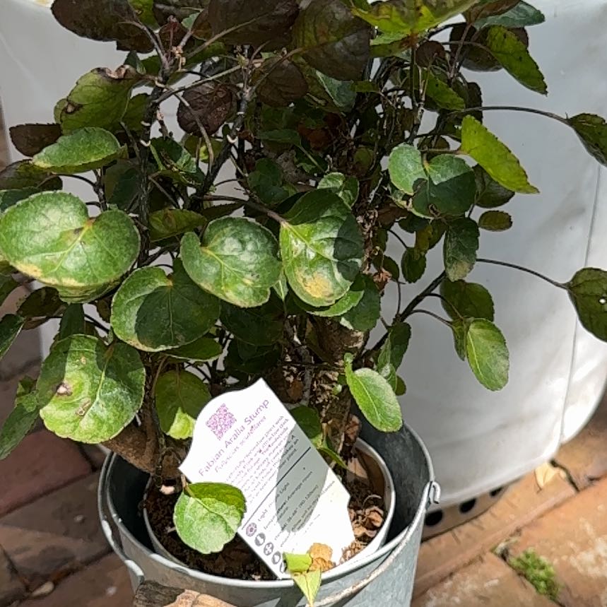 Photo of the plant species Shield Aralia by @DaintySnowpeas named Rihanna on Greg, the plant care app