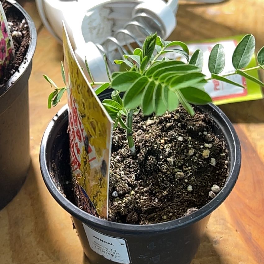 Photo of the plant species pop corn by @KeyBirdcherry named Leaf Erickson on Greg, the plant care app