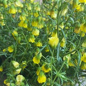Photo of the plant species Honeybells by @YardLukiwan named Xena on Greg, the plant care app