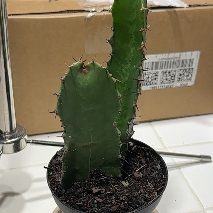 Photo of the plant species Desert Candle Cactus by @FetchingSalsify named Beyonce on Greg, the plant care app