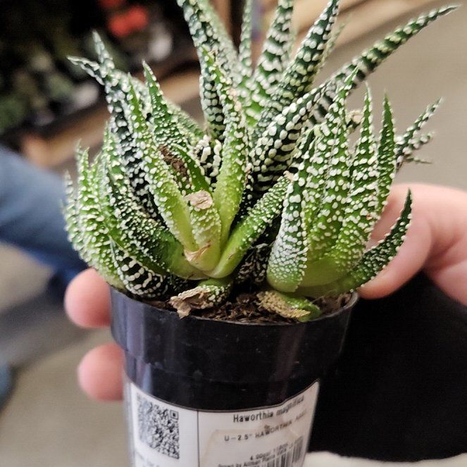 Photo of the plant species Haworthia magnifica by @PeacefulTaro named Lavender on Greg, the plant care app