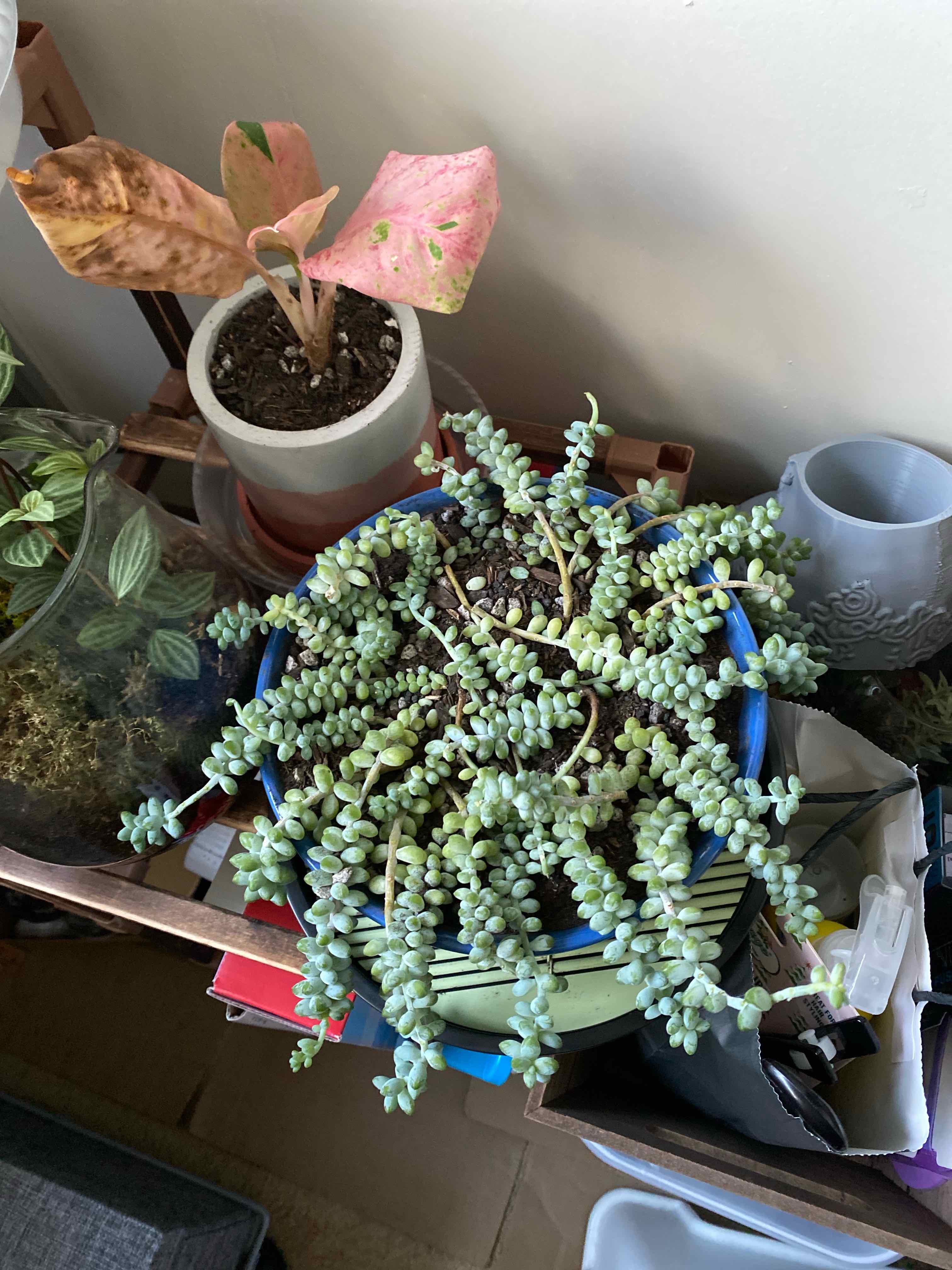 Burro's Tail plant photo by @grimmauxillatrix named How are you still alive?? on Greg, the plant care app.