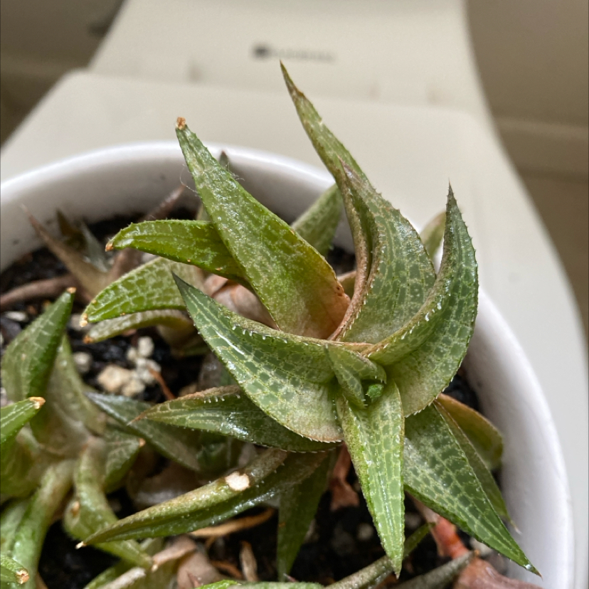 Veined Haworthia plant in a white pot with visible soil and minor browning at leaf tips.