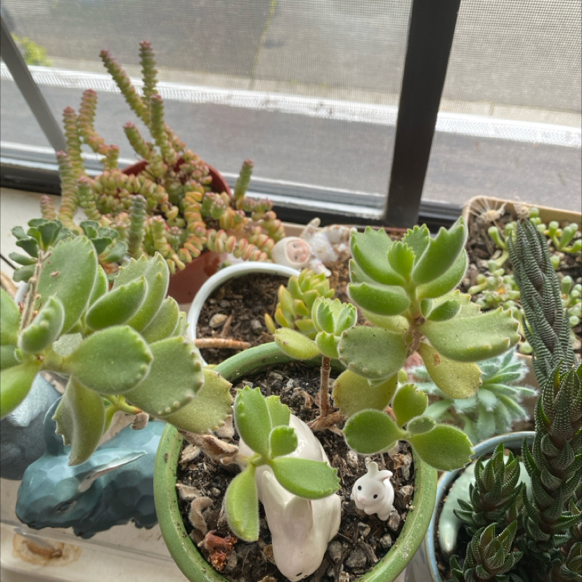Bear's Paw plant photo by @grimmauxillatrix named Bear Paws on Greg, the plant care app.