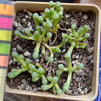Baby Toes plant in Alameda, California