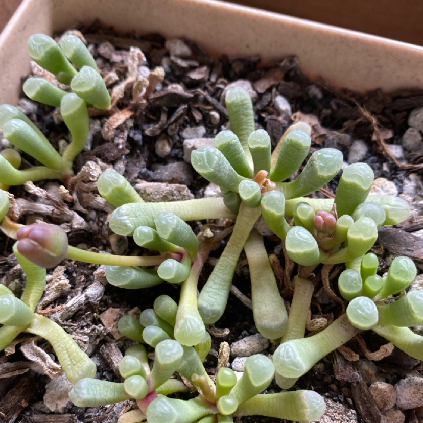 Baby Toes plant photo by @grimmauxillatrix named Baby Toes on Greg, the plant care app.