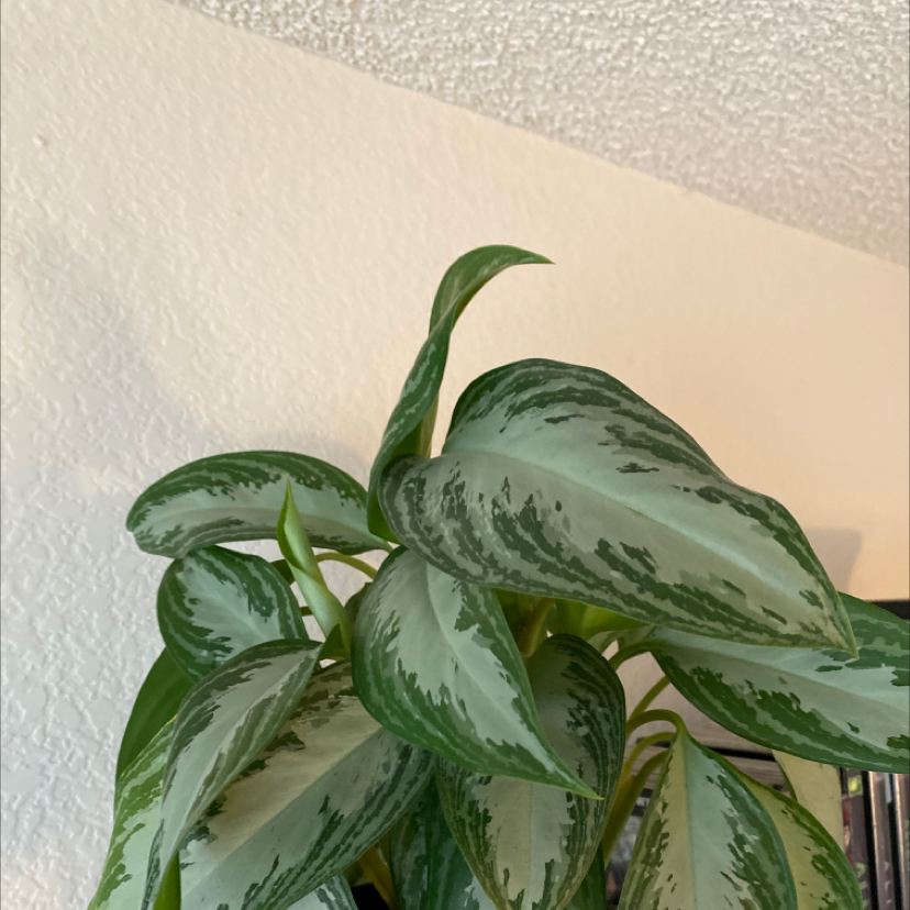 Photo of the plant species Aglaonema 'Leprechaun' by @grimmauxillatrix named Dryad on Greg, the plant care app