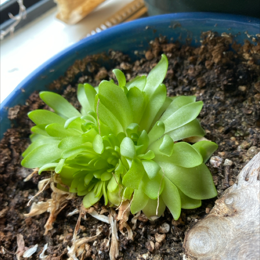 Photo of the plant species Marciano Butterwort by @grimmauxillatrix named Pingu on Greg, the plant care app