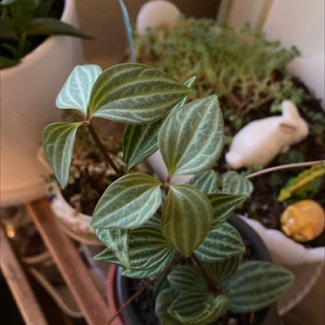 parallel peperomia plant in Alameda, California