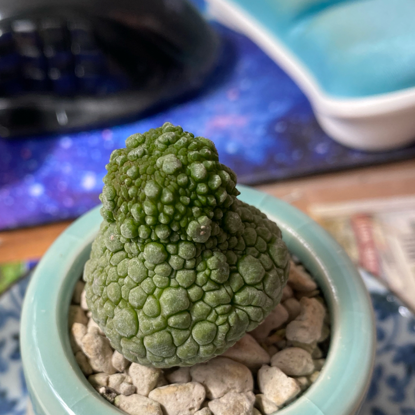 Photo of the plant species White-slonea migiurtina by @grimmauxillatrix named Lumpen Thing (affectionate) on Greg, the plant care app