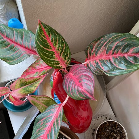 Photo of the plant species Aglaonema 'Red Zircon' by @grimmauxillatrix named Window Red Emerald on Greg, the plant care app