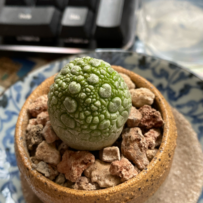 Photo of the plant species Cube Pseudolithos by @grimmauxillatrix named Xenomorph Egg (complimentary) on Greg, the plant care app