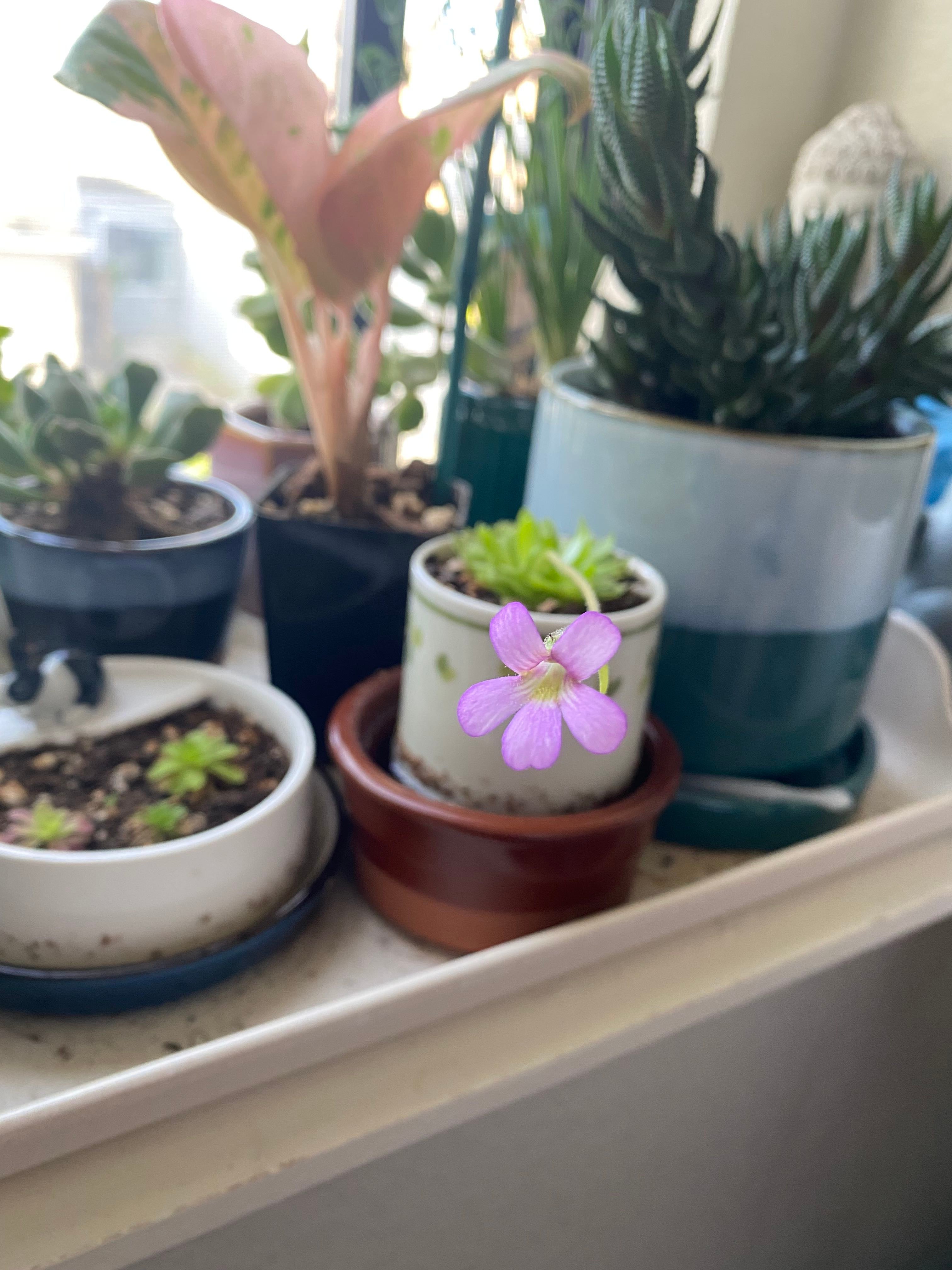 The Complete Marciano Butterwort Plant Care Guide Water, Light & Beyond