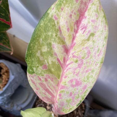 Photo of the plant species Aglaonema 'Legacy' by Grimmauxillatrix named Rainbow Pink Angel on Greg, the plant care app