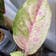 Calculate water needs of Aglaonema 'Legacy'