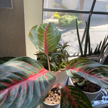 Photo of the plant species Aglaonema 'Red Zircon' by Grimmauxillatrix named Window Red Emerald on Greg, the plant care app