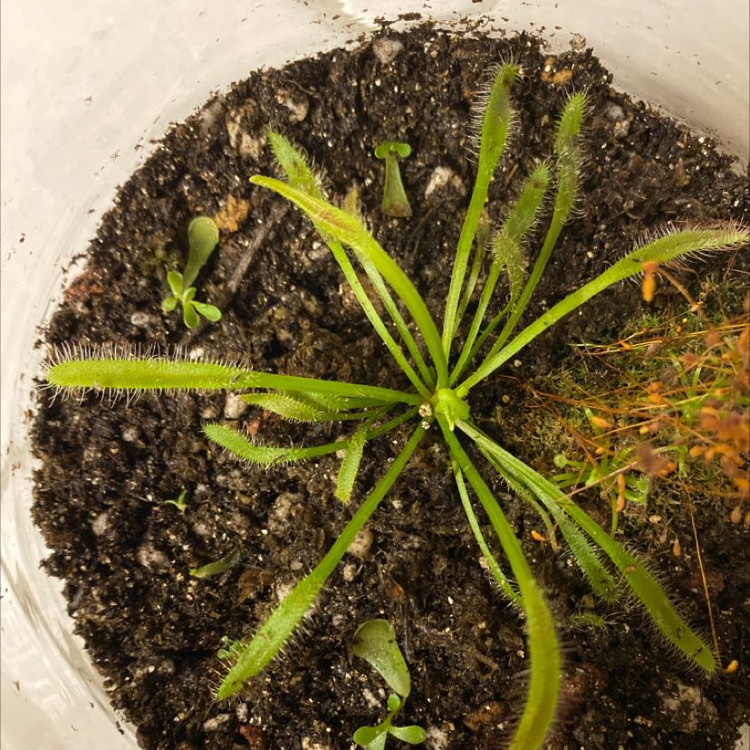 Cape Sundew plant in a pot with visible soil, showing healthy green leaves.