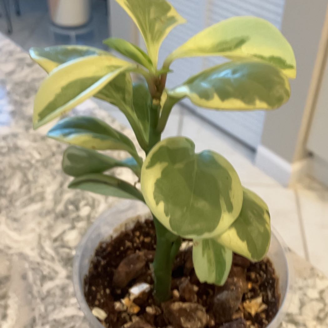 Photo of the plant species Peperomia 'Peppermill' by @SensuousFlax named Pepper face on Greg, the plant care app
