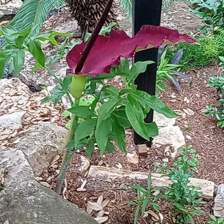 Photo of the plant species Dragon Arum by @pixigutz named Emerson on Greg, the plant care app
