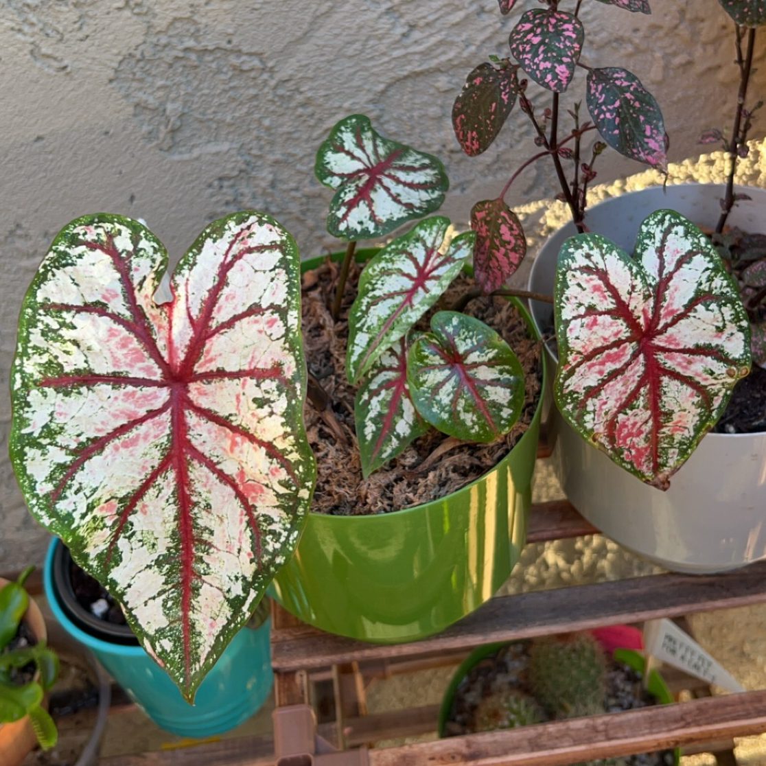 Huckleberry Fern