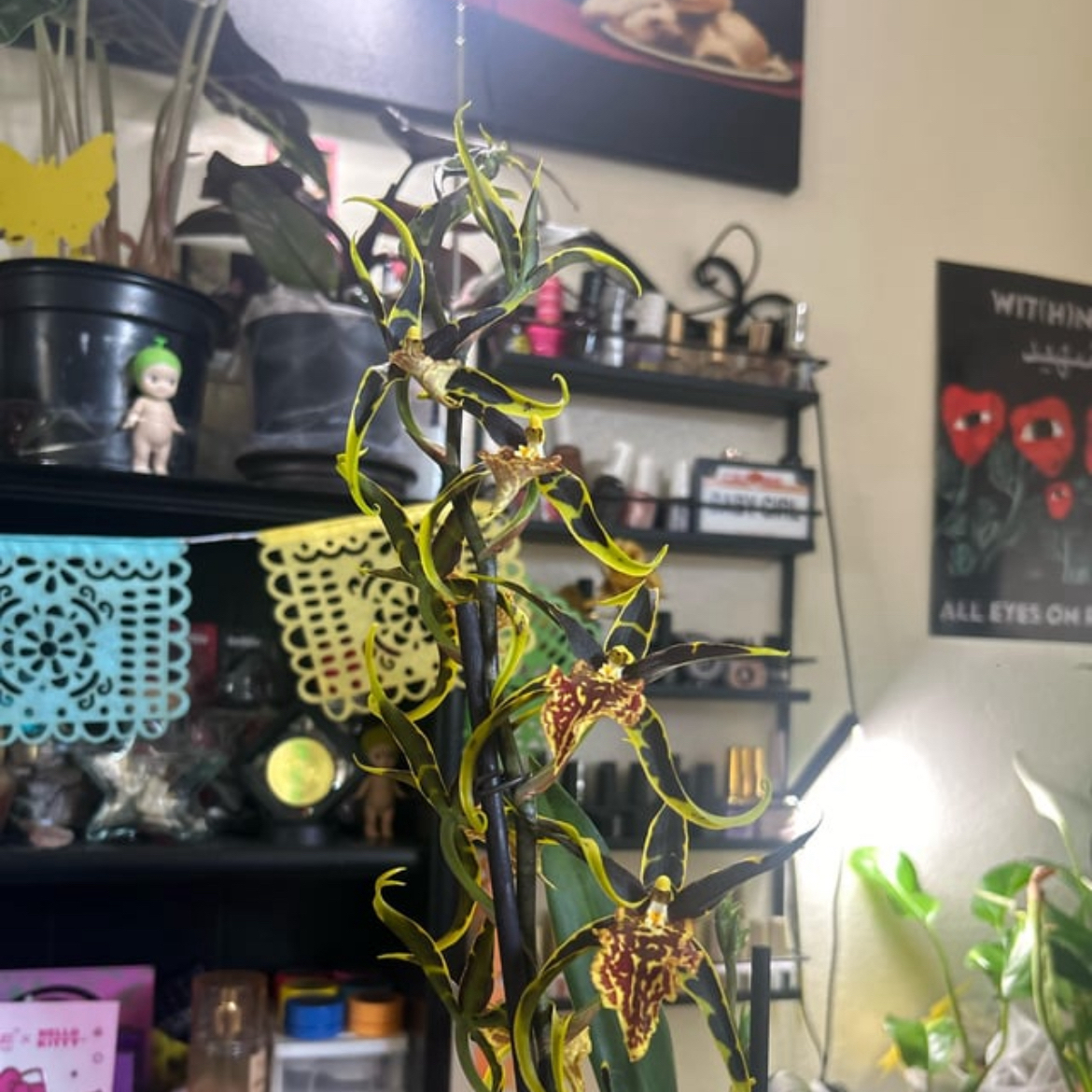 Photo of the plant species Mystic Maze Orchid by @misplantitas named Kesha on Greg, the plant care app