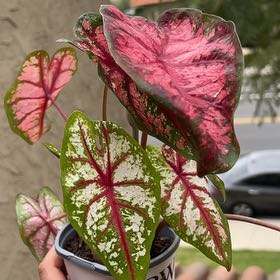 Plant care for Heart Leaf Philodendron on Greg, the plant care app