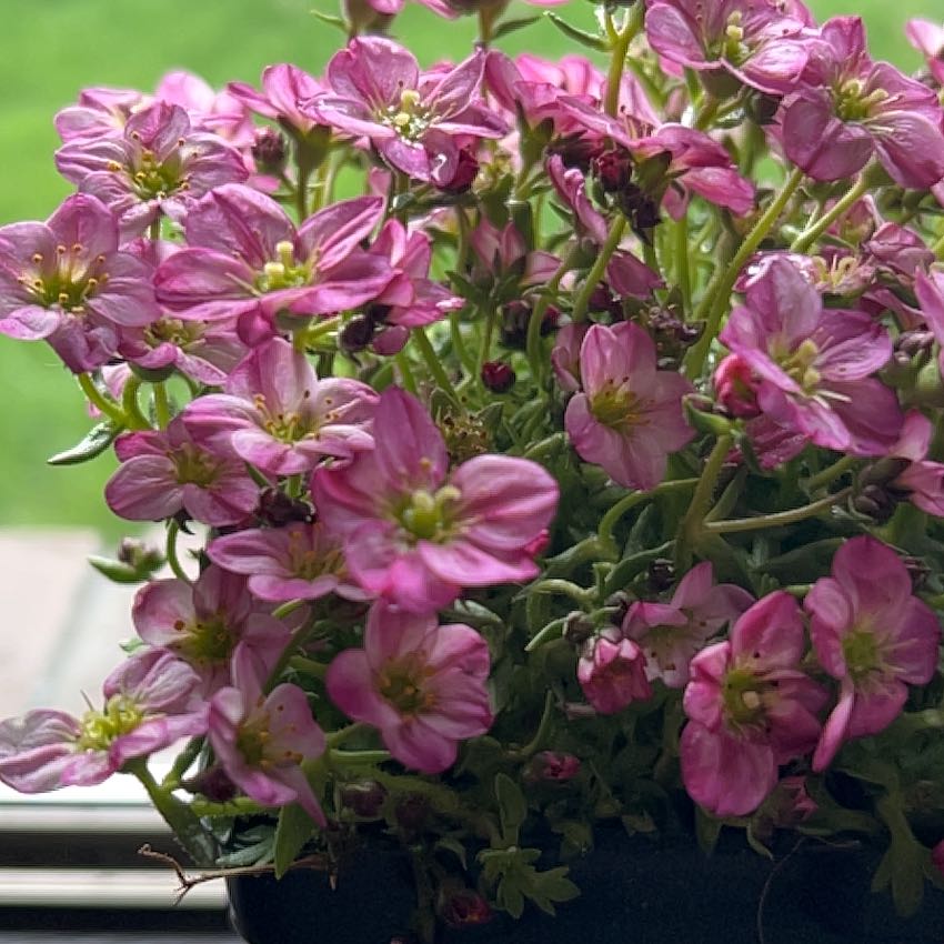 Photo of the plant species Mossy Saxifrage by @GoodTawa named Nemo on Greg, the plant care app
