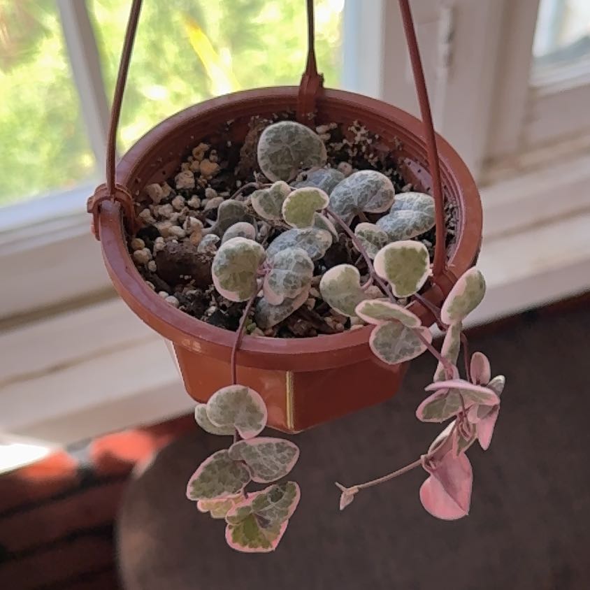 Photo of the plant species String of Hearts by @JazzedDamascisa named Pinky on Greg, the plant care app