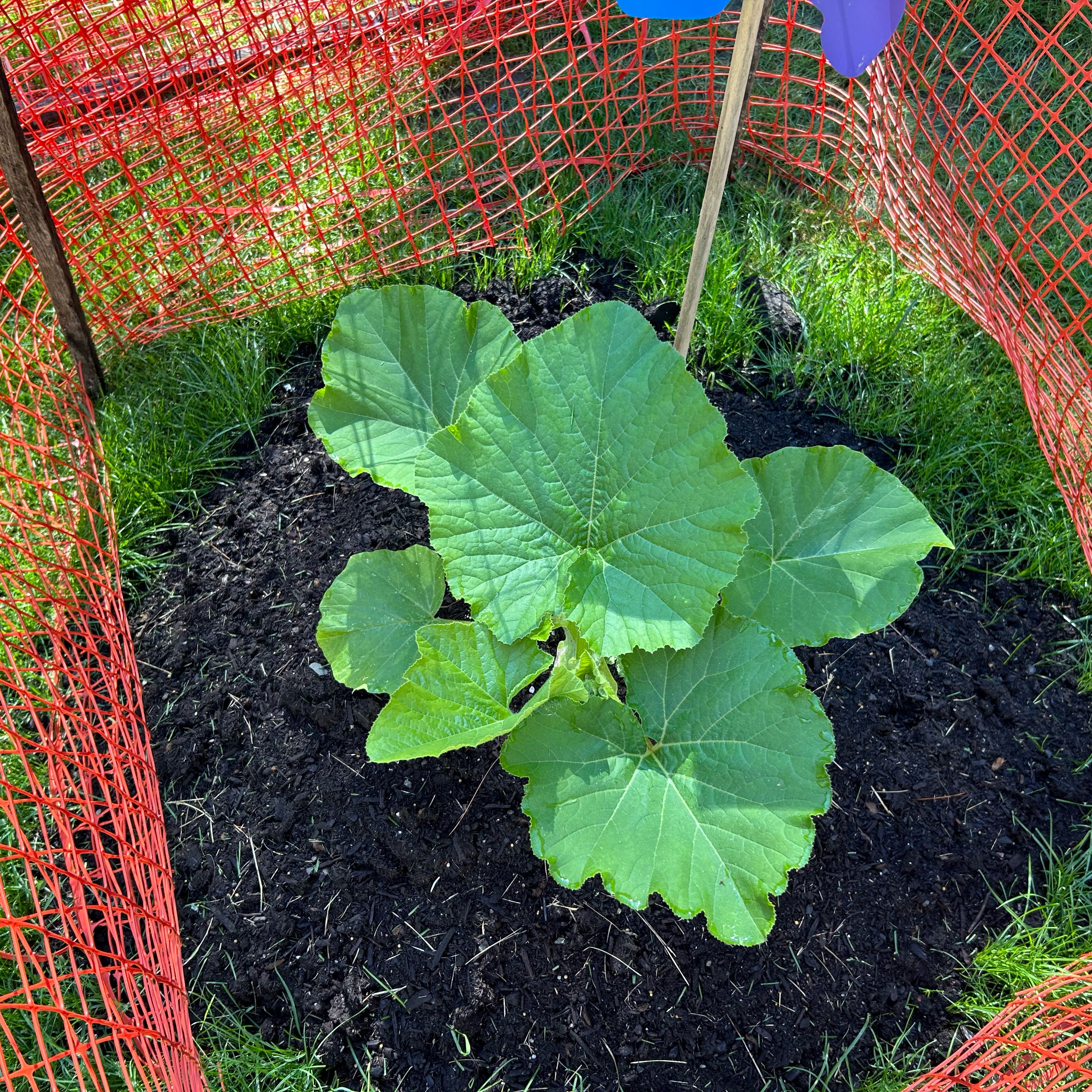 Young pumpkin plant with large green leaves, surrounded by orange mesh fence.
