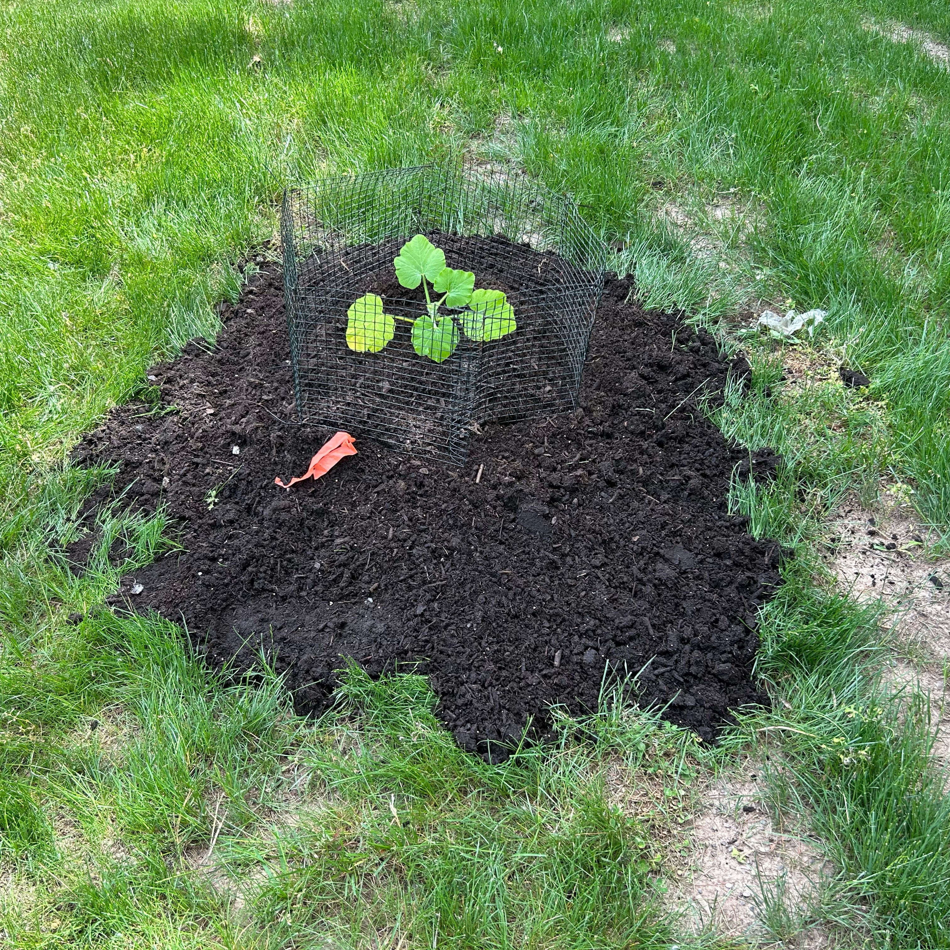 Young pumpkin plant in a garden bed with dark soil, protected by a wire fence.