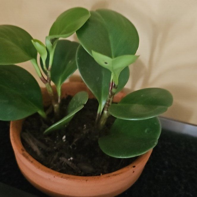 Photo of the plant species pepperomia bellybuttons by @ContentlyPapaya named Sanders on Greg, the plant care app
