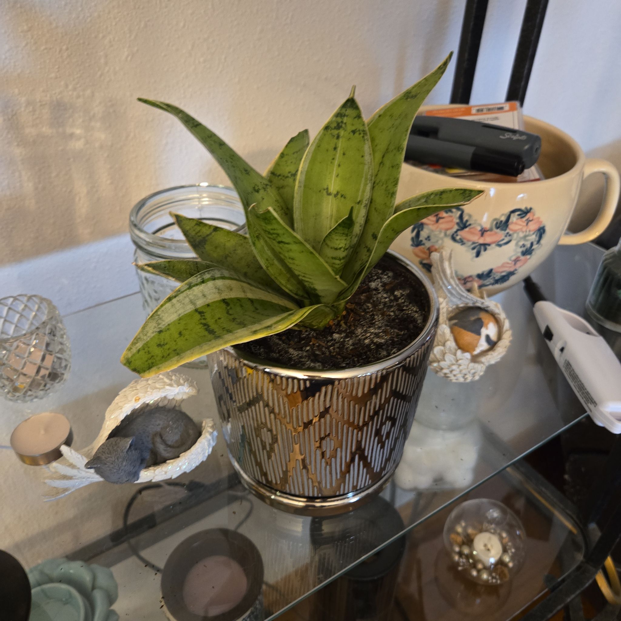 Photo of the plant species snake plant 'silver star' by @SlickBluerose named Snake Gyllenhaal on Greg, the plant care app