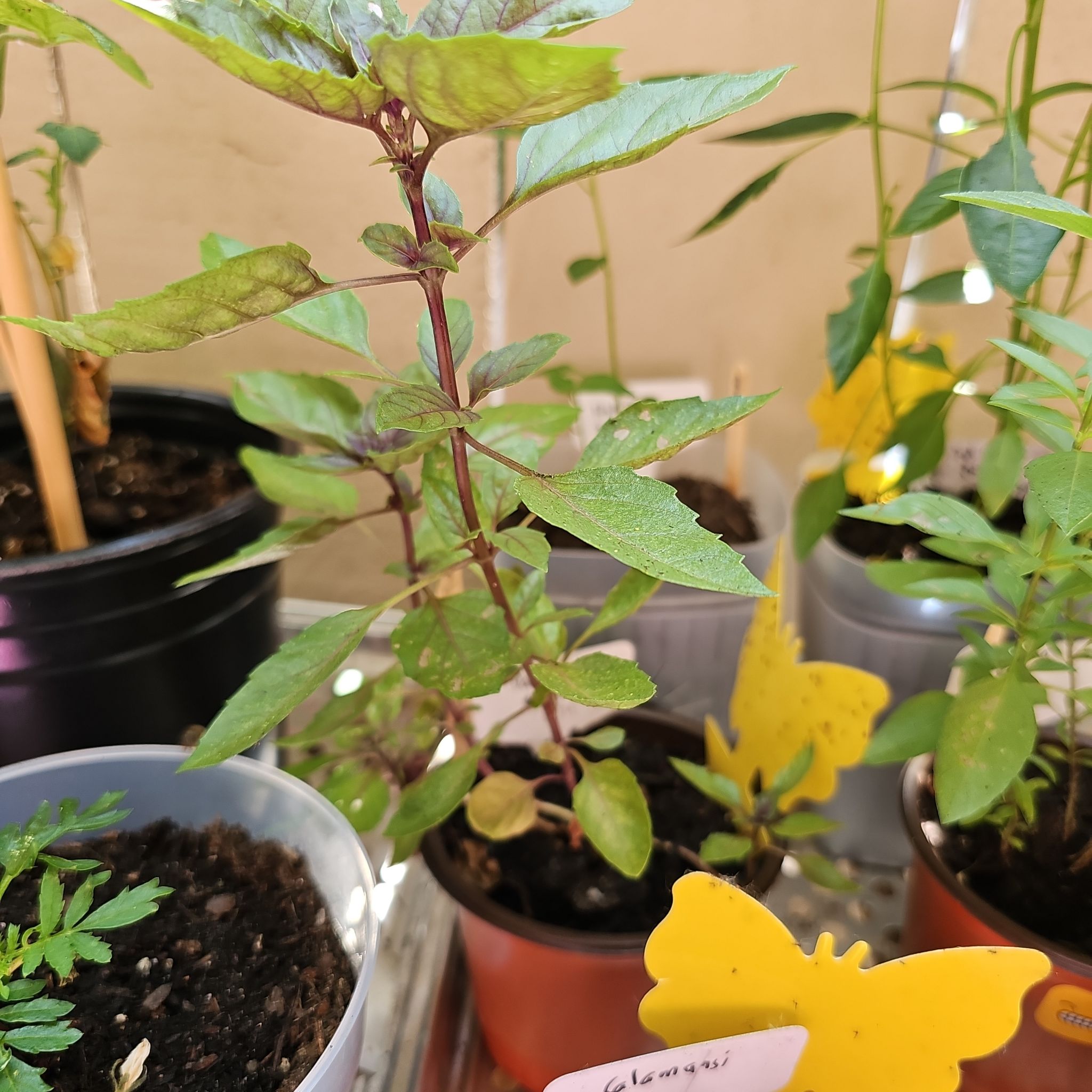 Photo of the plant species Dark Opal Basil by @KabiBeeBells named Orlando Bloom on Greg, the plant care app