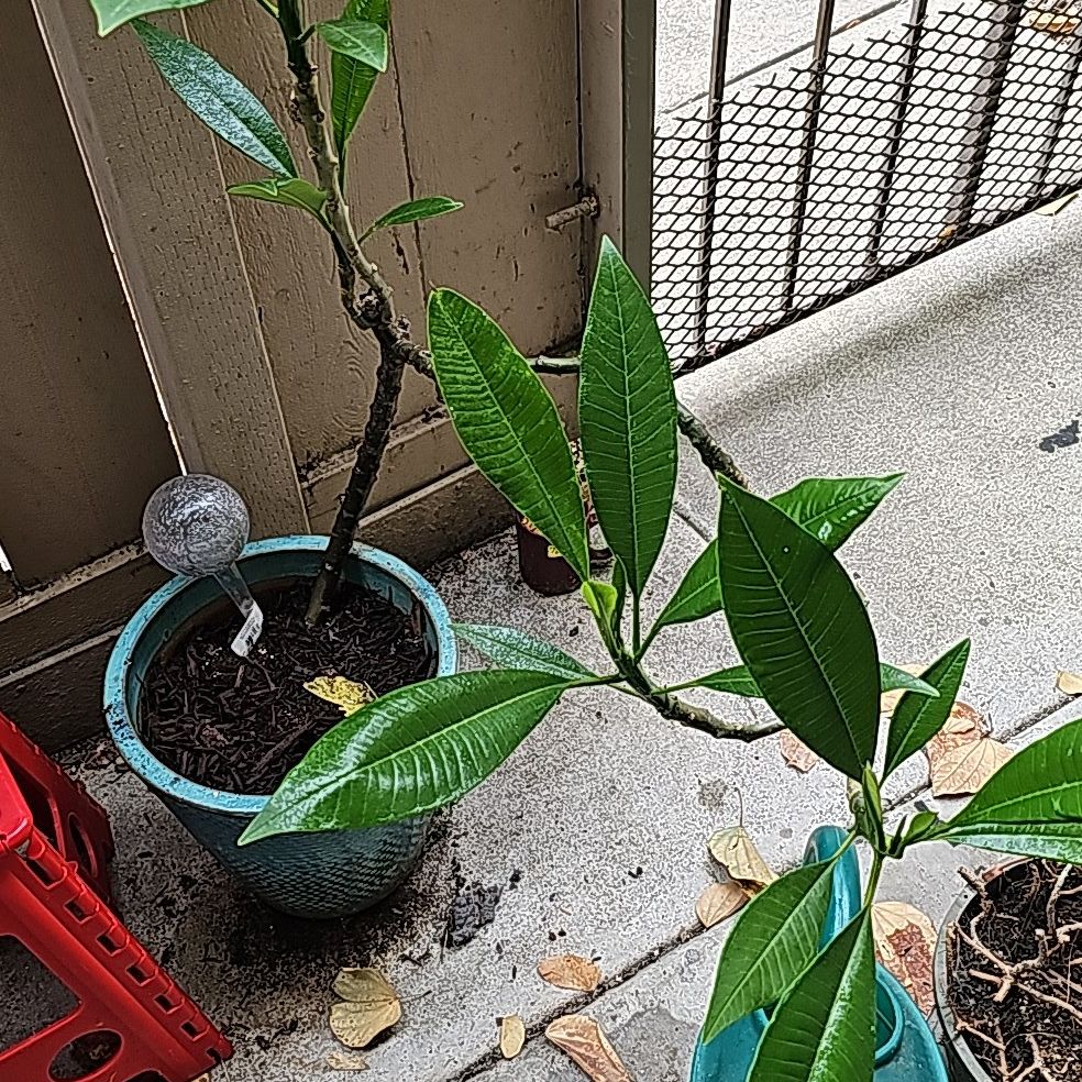 Potted Singapore Graveyard Flower plant with green leaves and some yellowing.
