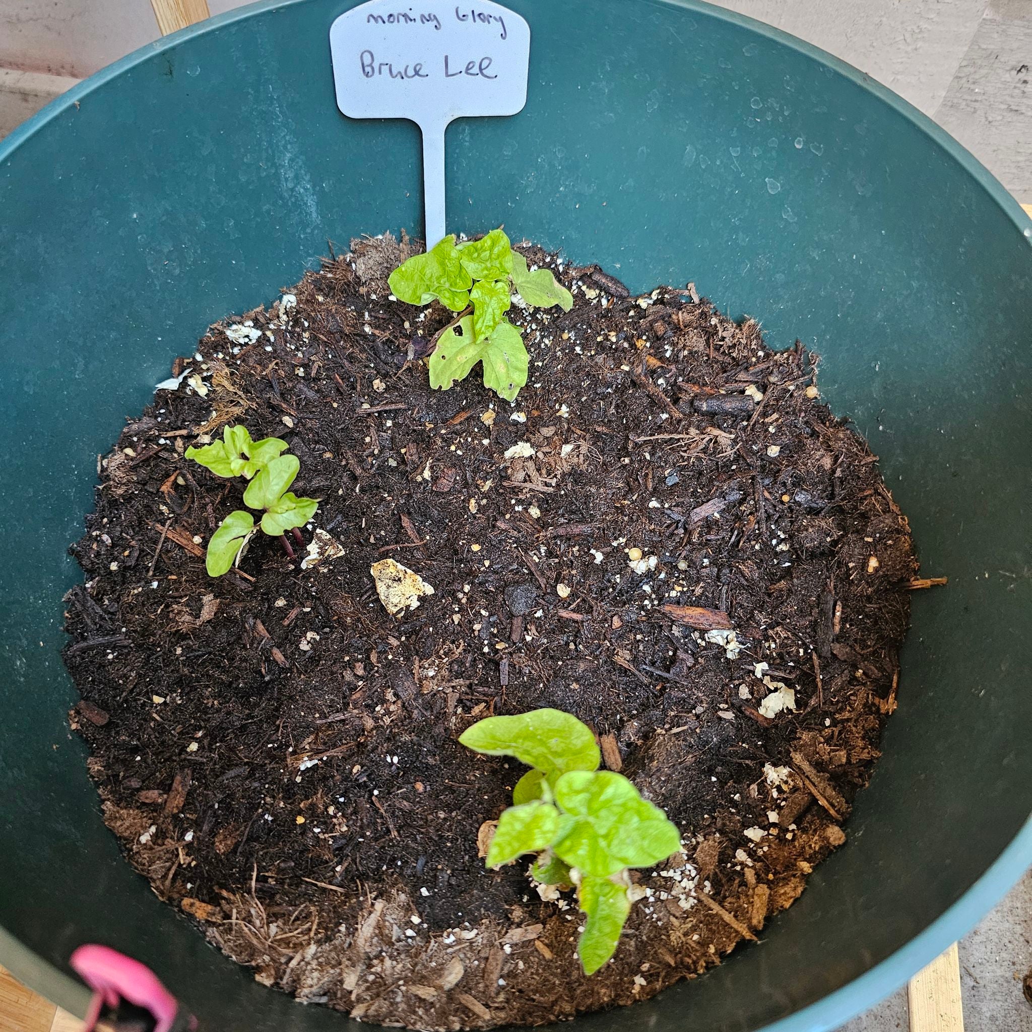 picotee blue morning glory plants