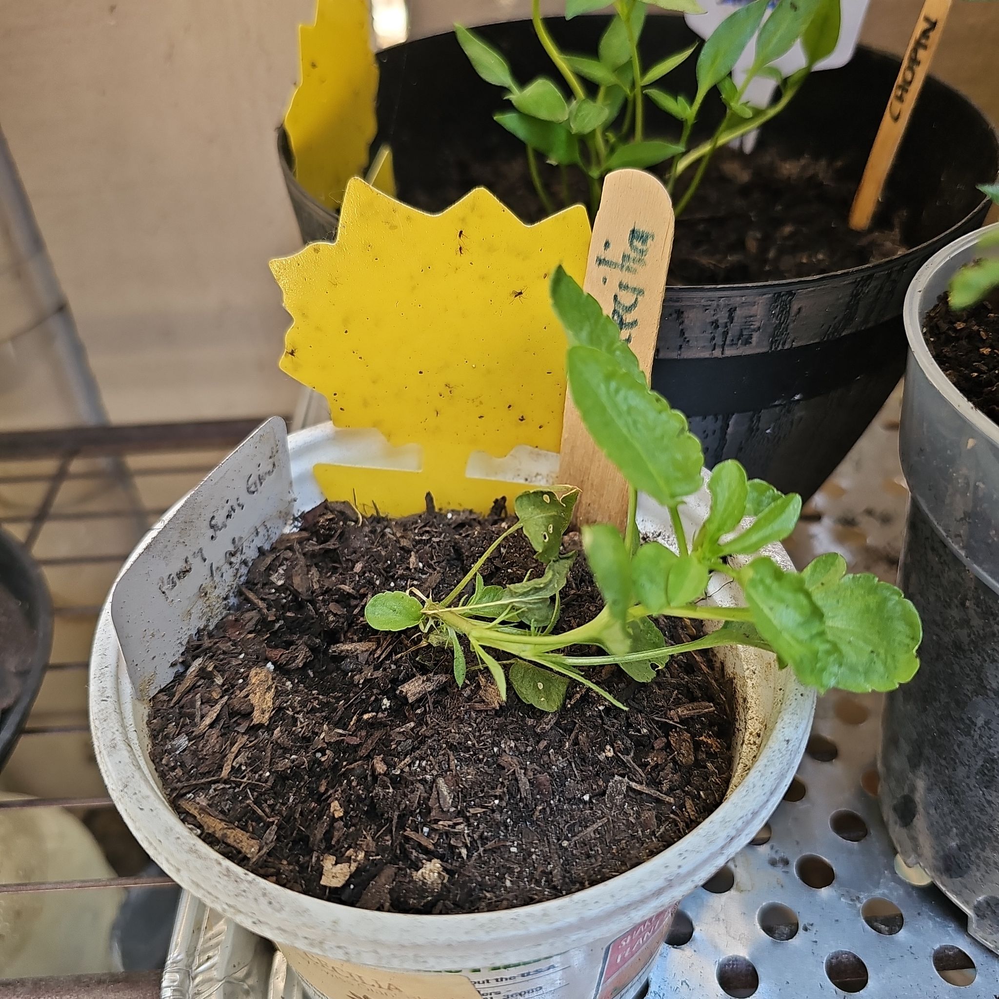 Photo of the plant species Pansy by @KabiBeeBells named Cecilia on Greg, the plant care app