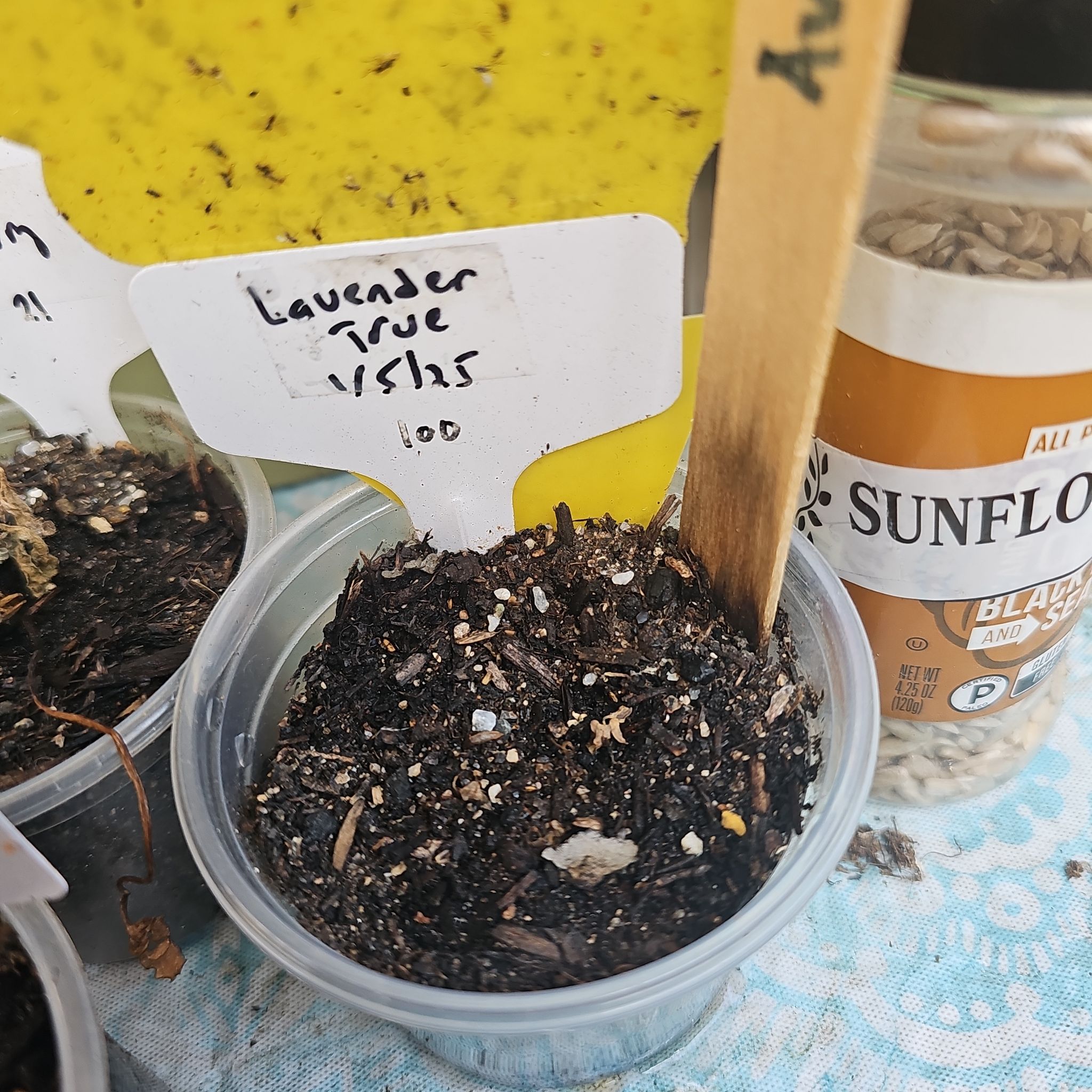 Photo of the plant species True Lavender by @KabiBeeBells named xxAvoria on Greg, the plant care app