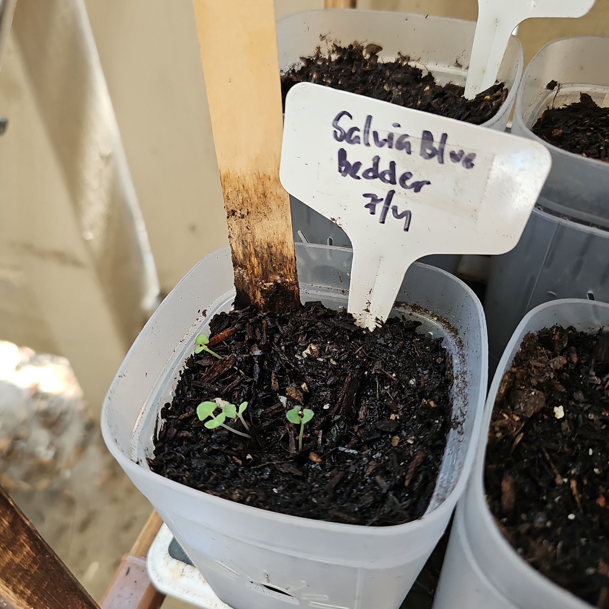 Photo of the plant species Sage by @KabiBeeBells named Purple on Greg, the plant care app