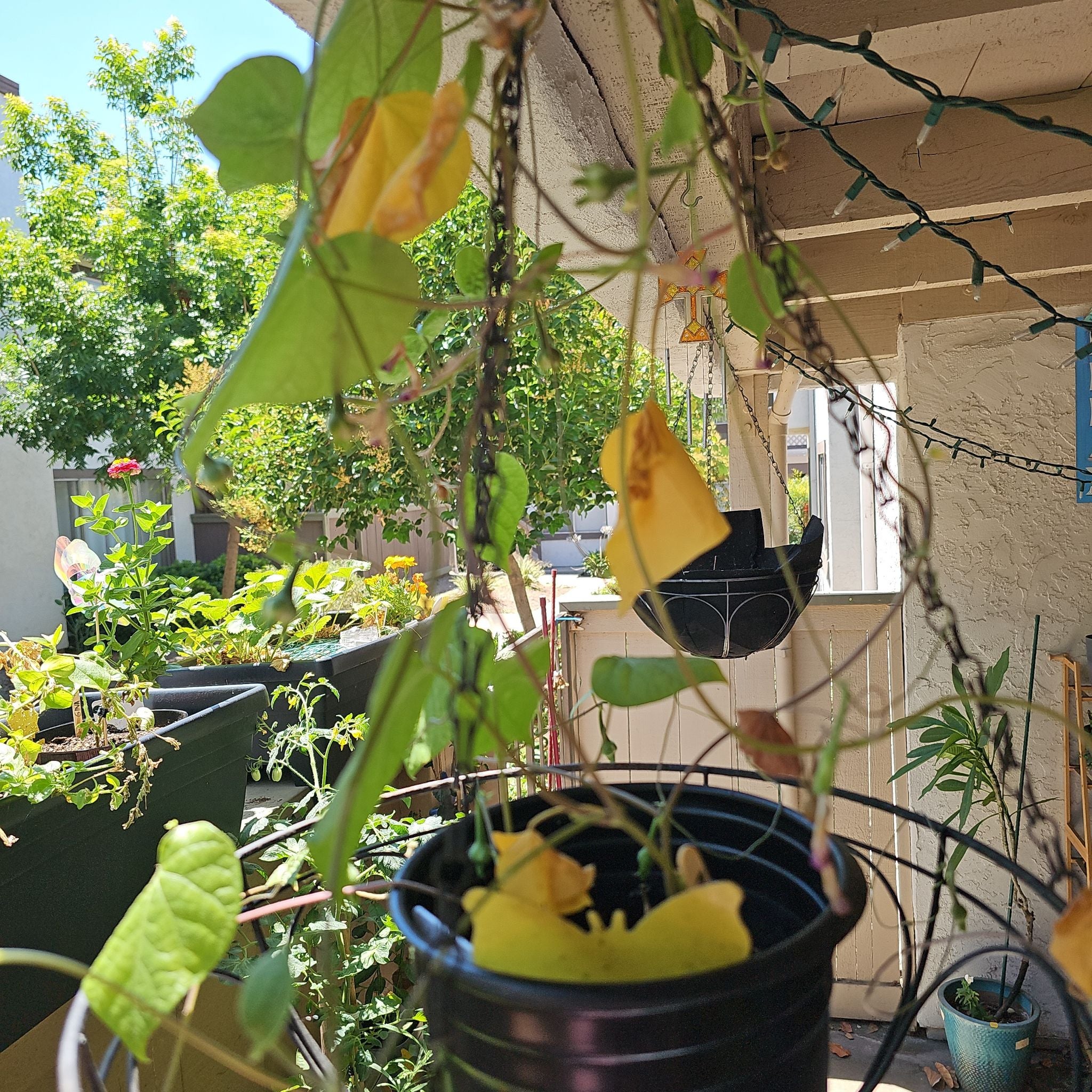 Photo of the plant species Picotee Blue Morning Glory by @KabiBeeBells named Simu Liu on Greg, the plant care app