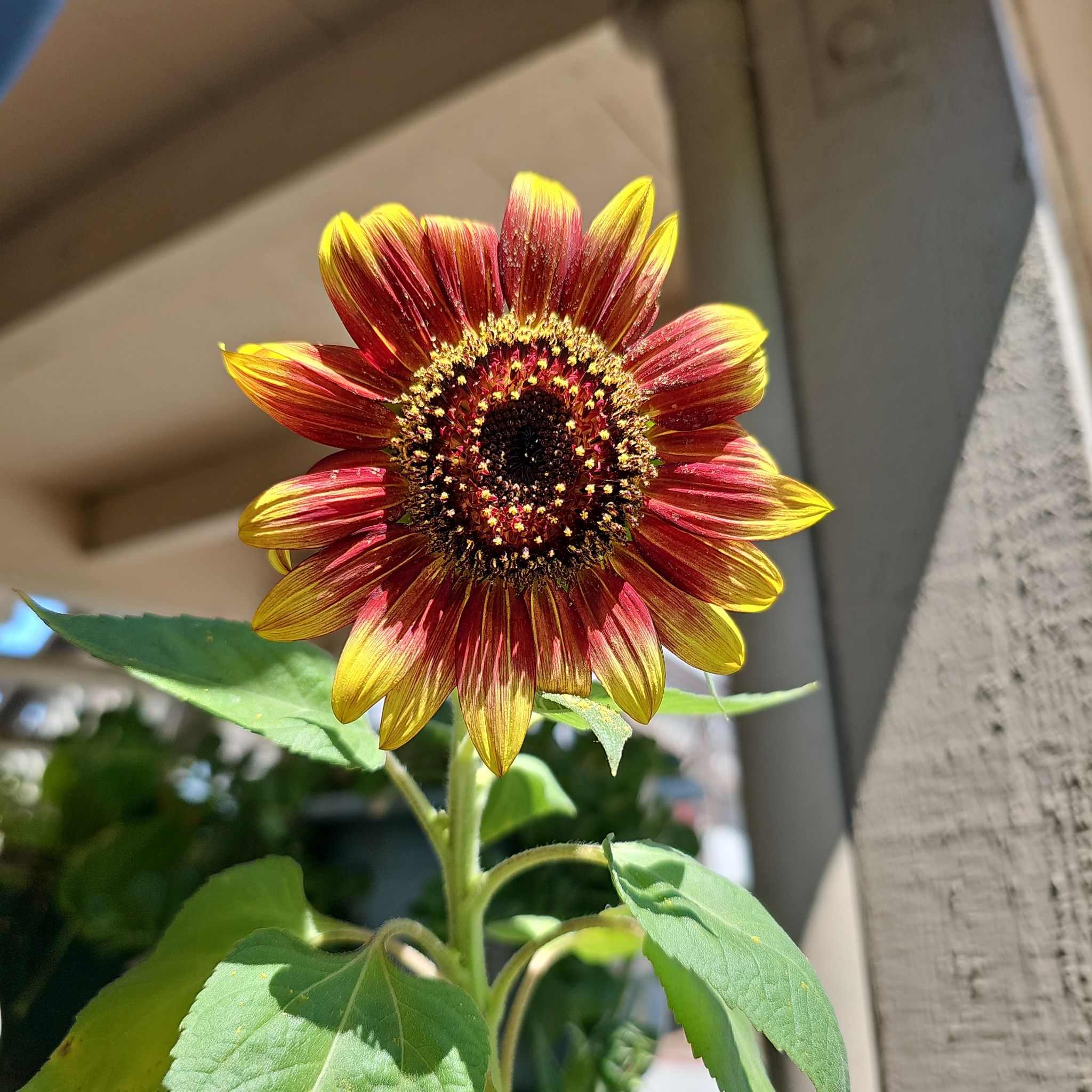Photo of the plant species Sunflower 'Choco Sun' by @KabiBeeBells named Jet Li_Choco Cherry on Greg, the plant care app