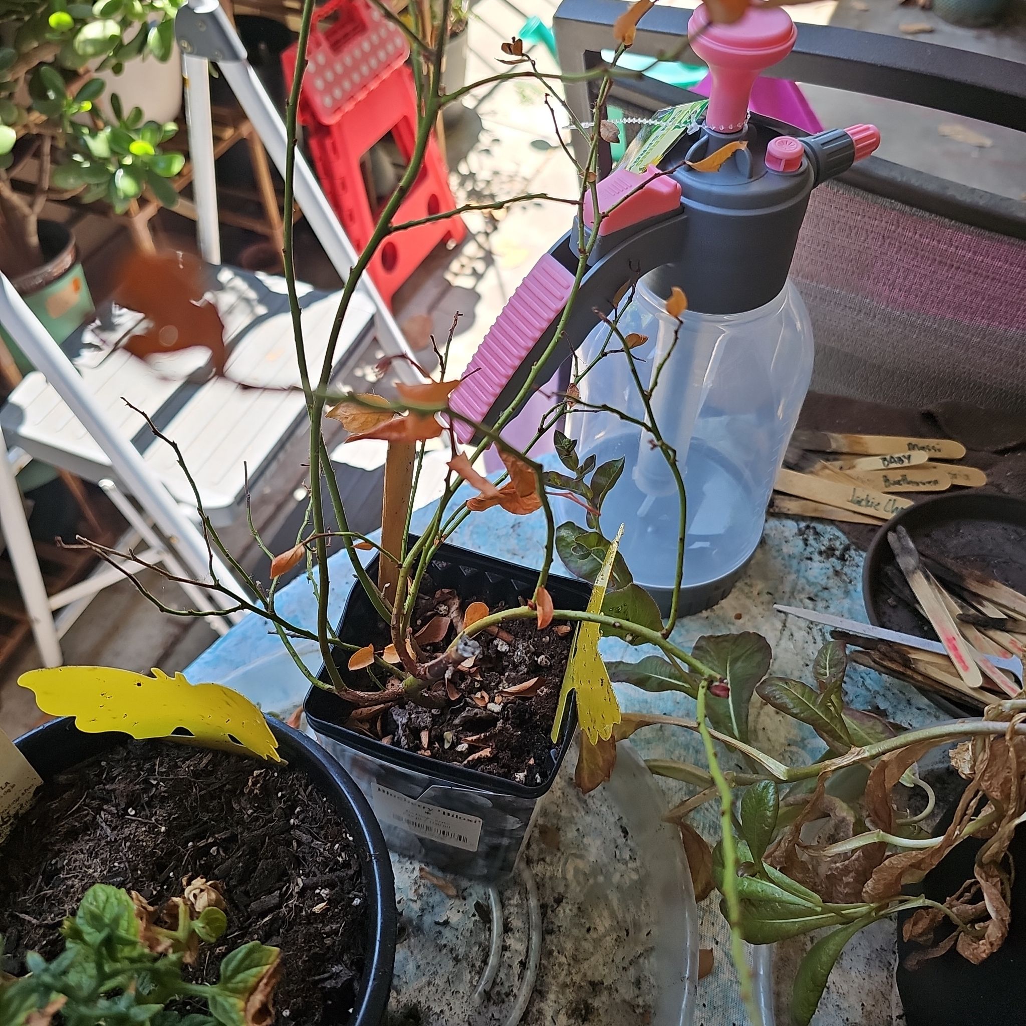Photo of the plant species Blueberry 'Biloxi' by @KabiBeeBells named Bayani on Greg, the plant care app
