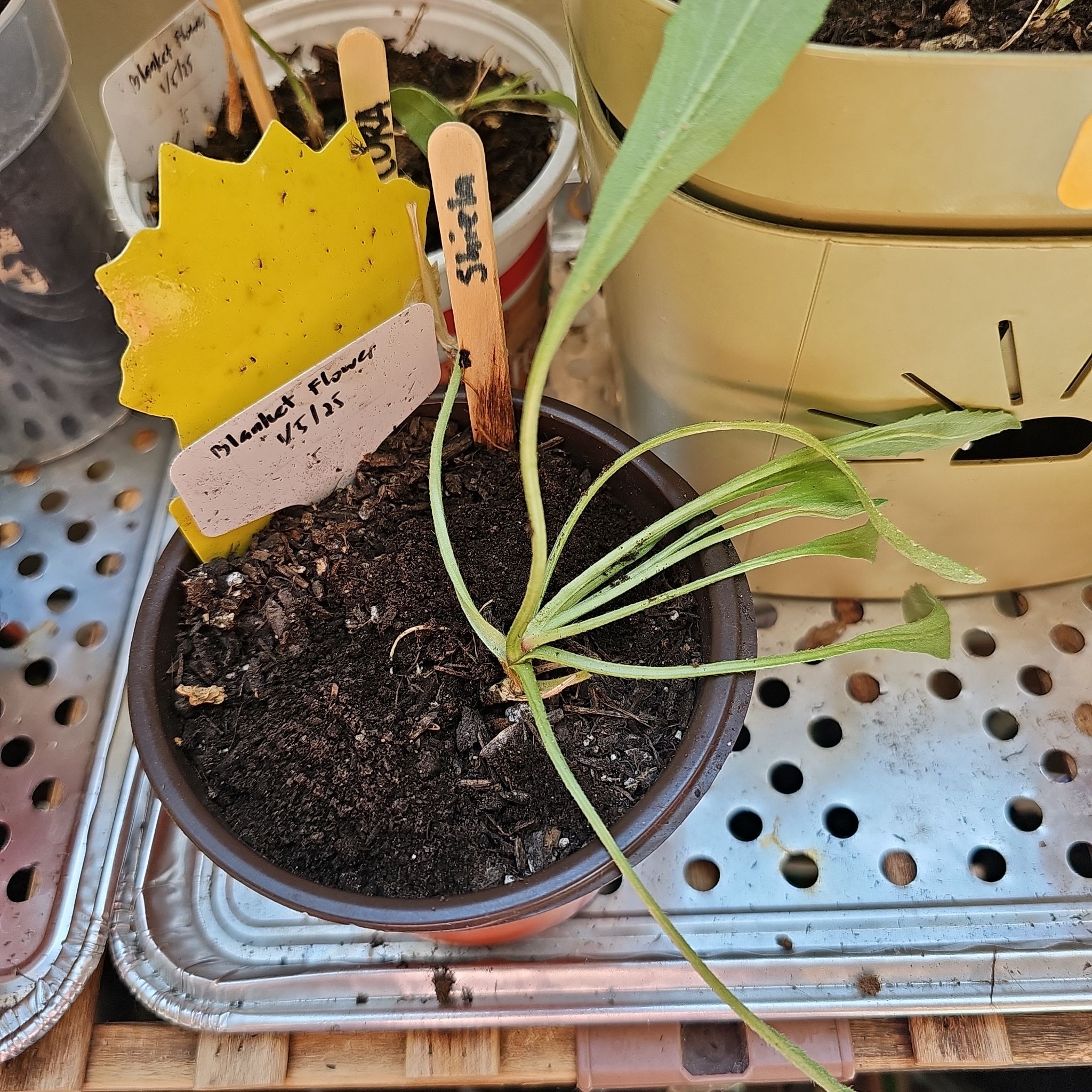 Photo of the plant species Blanket Flower by @KabiBeeBells named Shiela on Greg, the plant care app