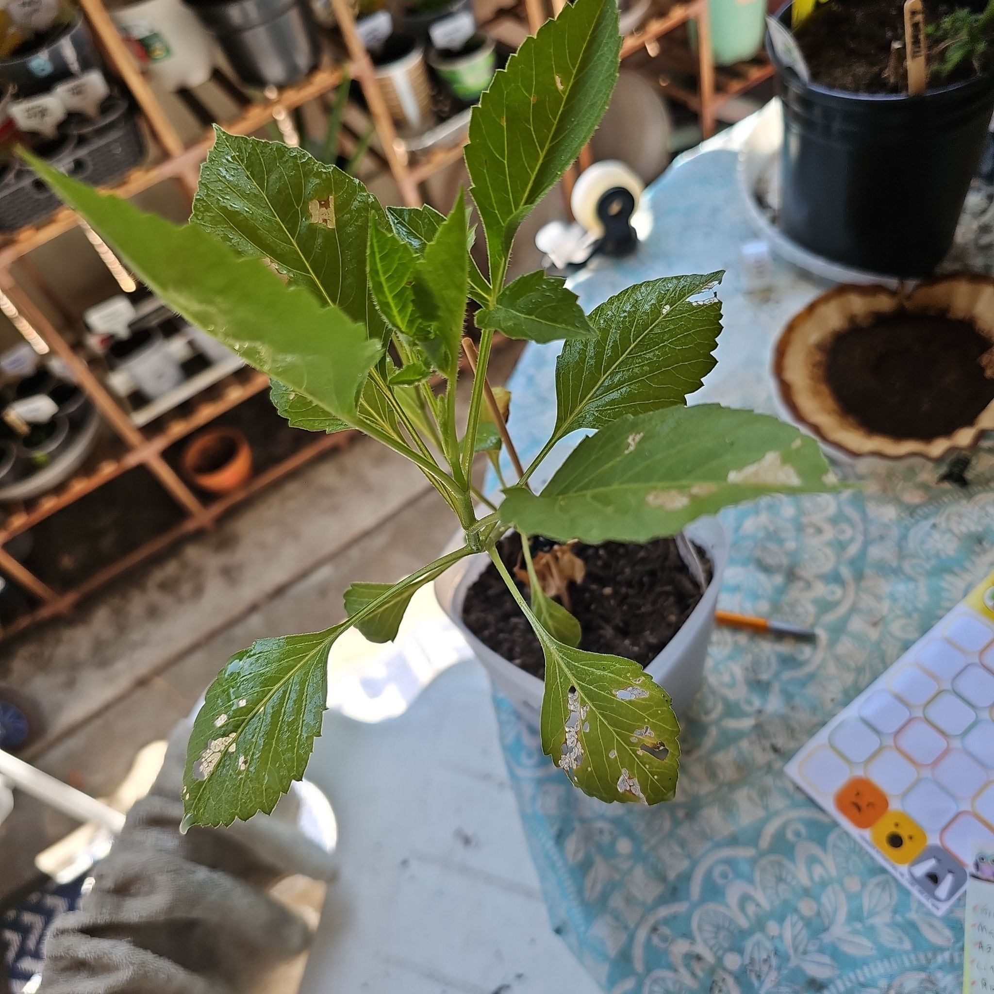 Photo of the plant species Dahlia by @KabiBeeBells named Flora_unwin dwarf on Greg, the plant care app
