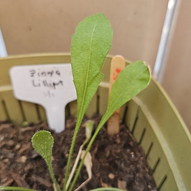 Photo of the plant species Zinnia by @KabiBeeBells named Italia on Greg, the plant care app