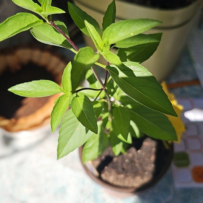 Photo of the plant species Cinnamon Basil by @KabiBeeBells named Gabriella on Greg, the plant care app