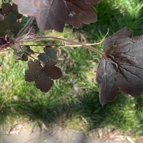 Photo of the plant species Asiatic Crane's Bill by @RichLeafcelery named Nithin on Greg, the plant care app