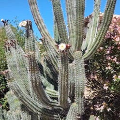 Organ Pipe Cactus plant