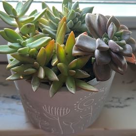 Photo of the plant species Draceana Marley by @LadyCrowgarlic named Tree Diddy on Greg, the plant care app