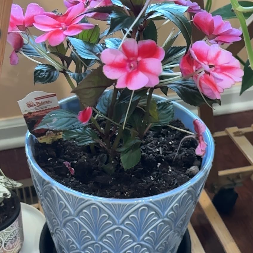 Photo of the plant species Impatiens 'Compact Red' by @AgileSerpentina named Sherlock on Greg, the plant care app